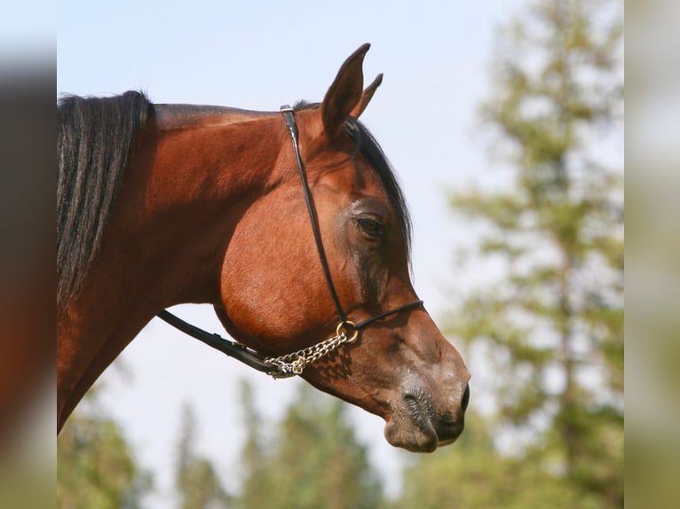 Straight Egyptian Mare 12 years 16 hh Bay in Scottsdale