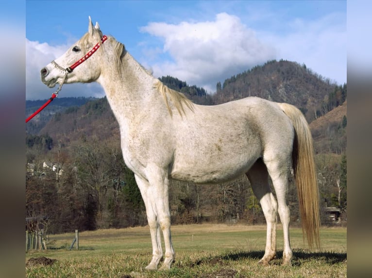 Straight Egyptian Mare 13 years 14,2 hh Gray in Bled