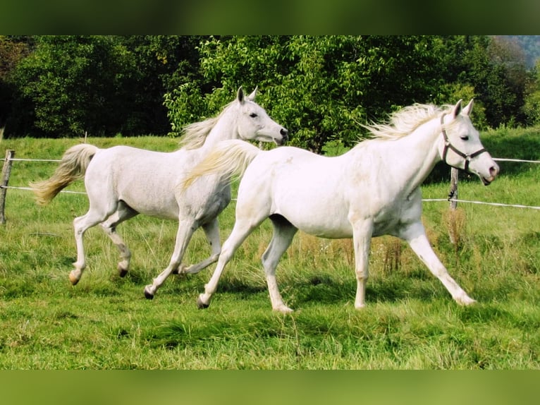 Straight Egyptian Mare 13 years 14,2 hh Gray in Bled