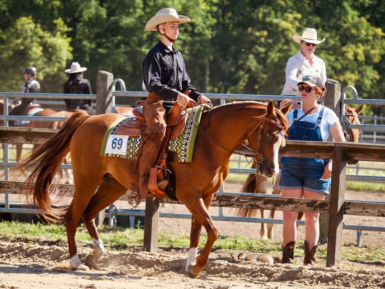 Straight Egyptian Mare 13 years 14,1 hh Chestnut-Red in Sch&#xF6;nwalde-Glien