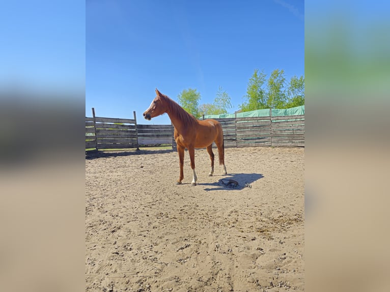 Straight Egyptian Mare 13 years 14,1 hh Chestnut-Red in Sch&#xF6;nwalde-Glien