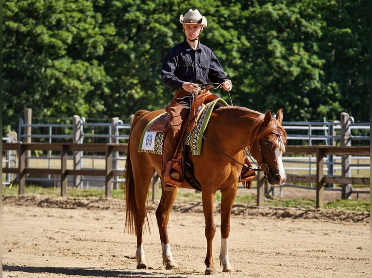 Straight Egyptian Mare 13 years 14,1 hh Chestnut-Red in Sch&#xF6;nwalde-Glien