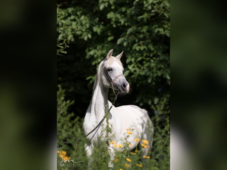 Straight Egyptian Mare 13 years 15,1 hh Gray in Geisenfeld