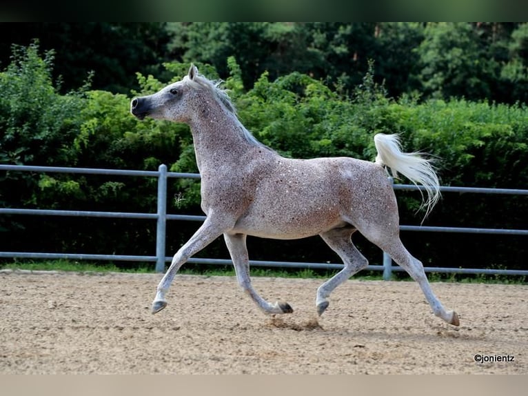 Straight Egyptian Mare 13 years 15,1 hh Gray-Fleabitten in Freudenberg