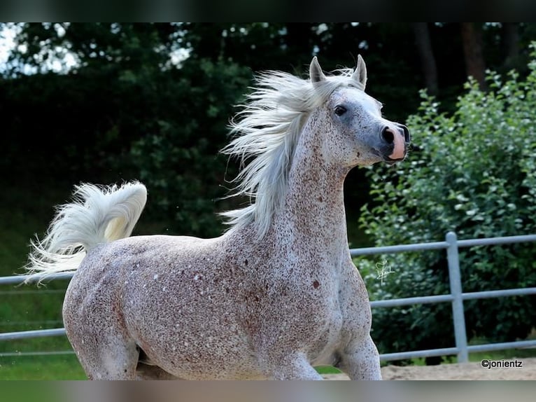 Straight Egyptian Mare 13 years 15,1 hh Gray-Fleabitten in Freudenberg