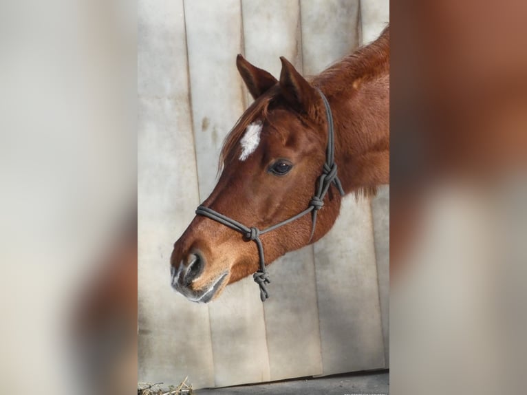 Straight Egyptian Mare 13 years 15,1 hh Chestnut-Red in MainleusMainleus