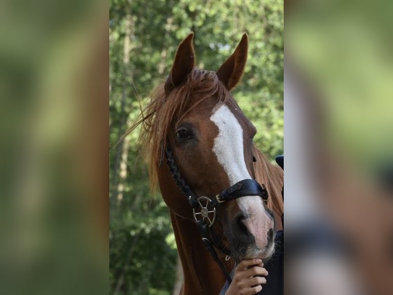 Straight Egyptian Mare 13 years 15,2 hh Chestnut in Falkensee