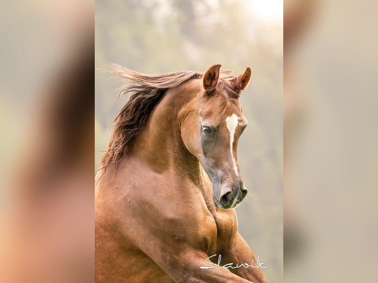 Straight Egyptian Mare 14 years 14,2 hh Chestnut in TambergauHinterstoder