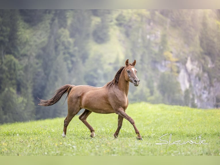 Straight Egyptian Mare 14 years 14,2 hh Chestnut in TambergauHinterstoder