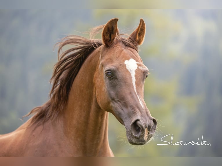 Straight Egyptian Mare 14 years 14,2 hh Chestnut in TambergauHinterstoder