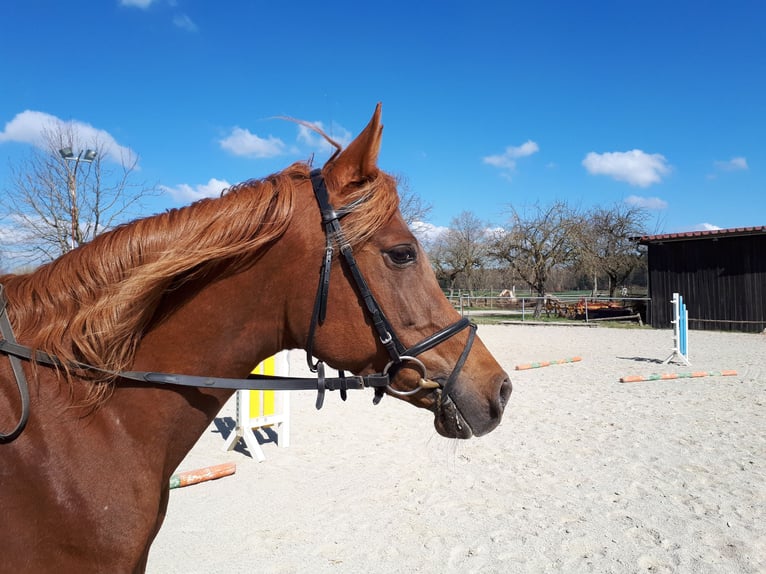 Straight Egyptian Mare 14 years 14,2 hh Chestnut in Ertingen