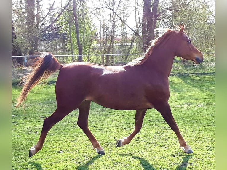 Straight Egyptian Mare 14 years 14,2 hh Chestnut in Ertingen