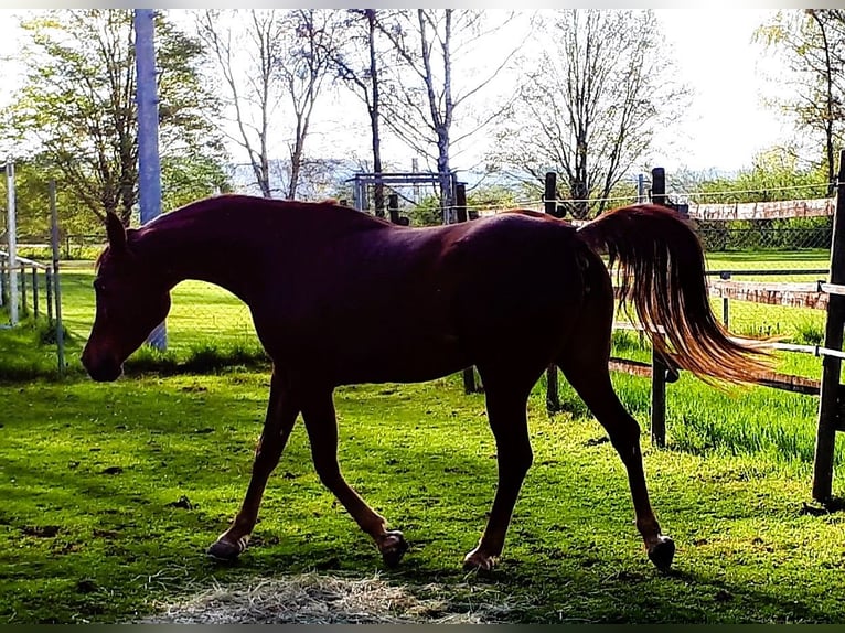 Straight Egyptian Mare 14 years 14,2 hh Chestnut in Ertingen