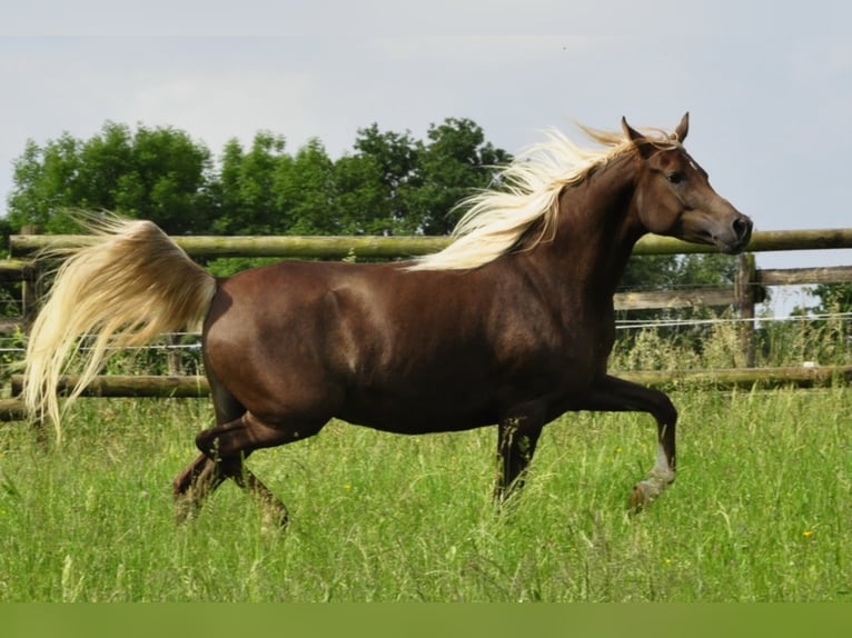 Straight Egyptian Mare 14 years 14,3 hh Chestnut in Tiefenbach