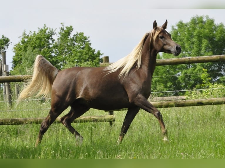 Straight Egyptian Mare 14 years 14,3 hh Chestnut in Tiefenbach