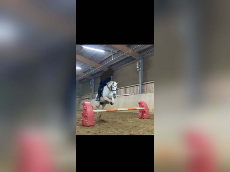 Straight Egyptian Mare 14 years 14,3 hh Gray in Höxter