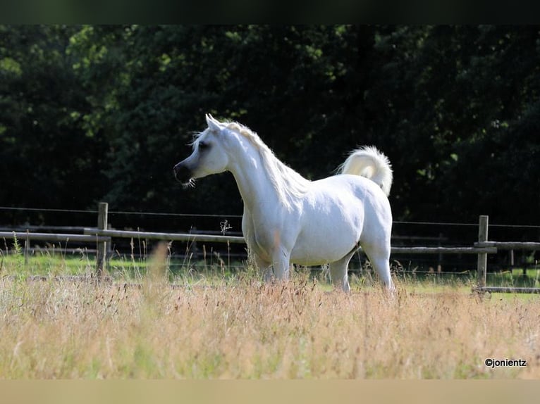 Straight Egyptian Mare 14 years 15 hh Grey in GroßenknetenGrossenkneten