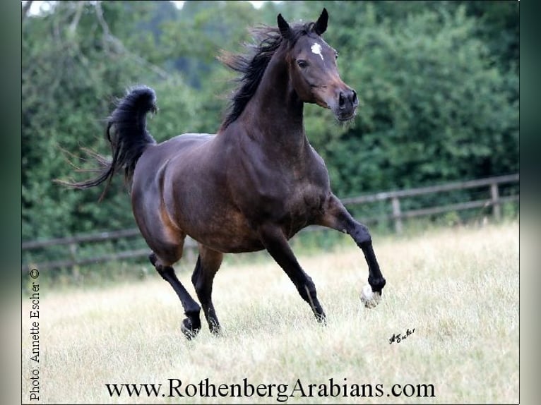 Straight Egyptian Mare 14 years 15 hh Smoky-Black in Monheim