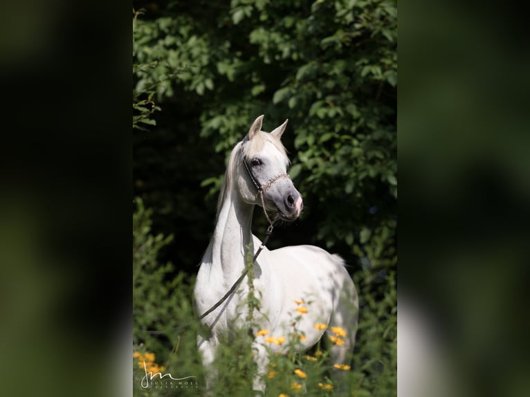 Straight Egyptian Mare 14 years 15,1 hh Grey in Geisenfeld