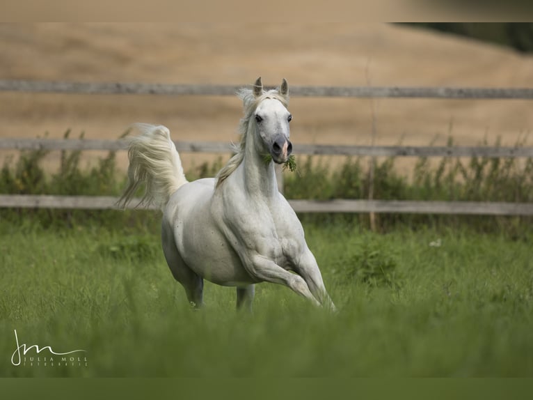 Straight Egyptian Mare 14 years 15,1 hh Grey in Geisenfeld