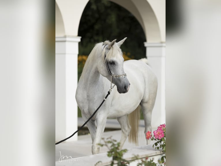 Straight Egyptian Mare 14 years 15,1 hh Grey in Geisenfeld