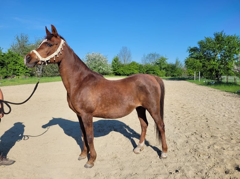 Straight Egyptian Mare 15 years 14 hh Chestnut in Hetzenhausen