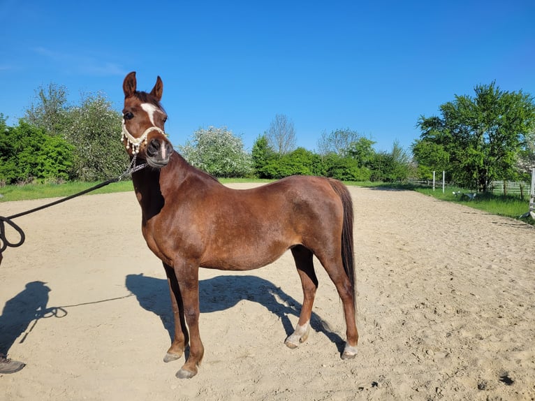 Straight Egyptian Mare 15 years 14 hh Chestnut in Hetzenhausen