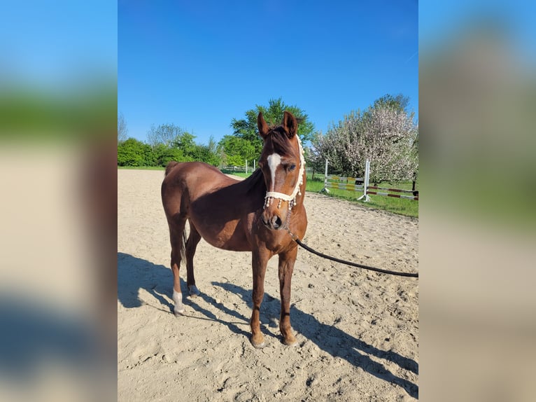 Straight Egyptian Mare 15 years 14 hh Chestnut in Hetzenhausen