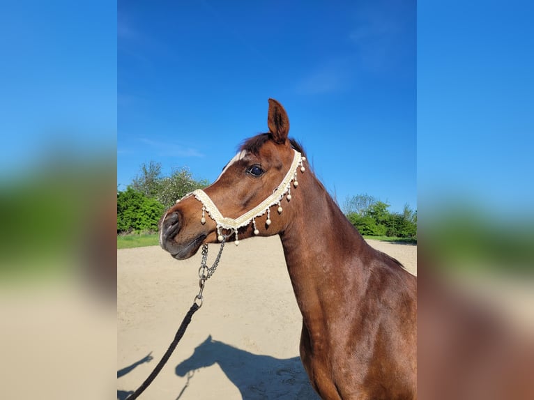 Straight Egyptian Mare 15 years 14 hh Chestnut in Hetzenhausen
