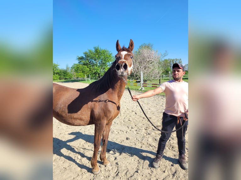 Straight Egyptian Mare 15 years 14 hh Chestnut in Hetzenhausen