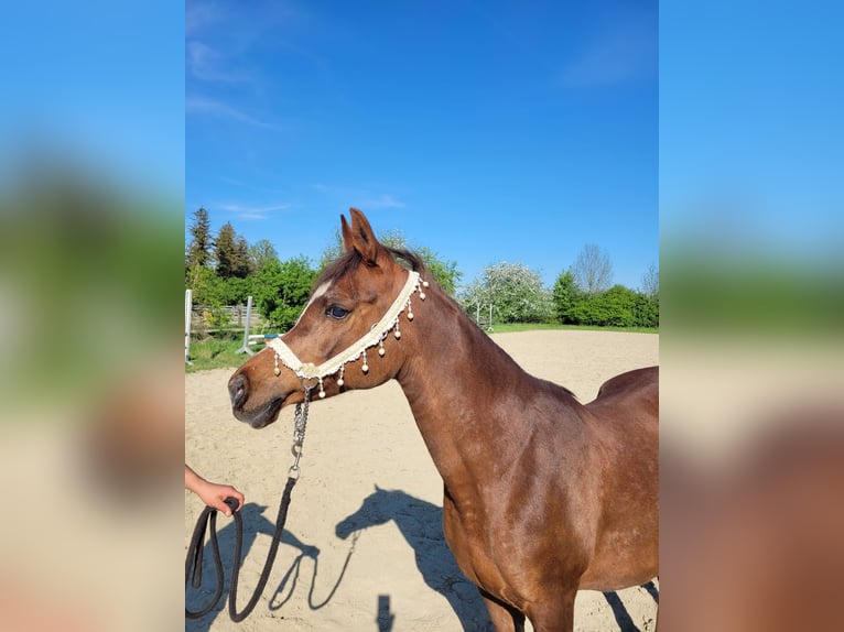 Straight Egyptian Mare 15 years 14 hh Chestnut in Hetzenhausen