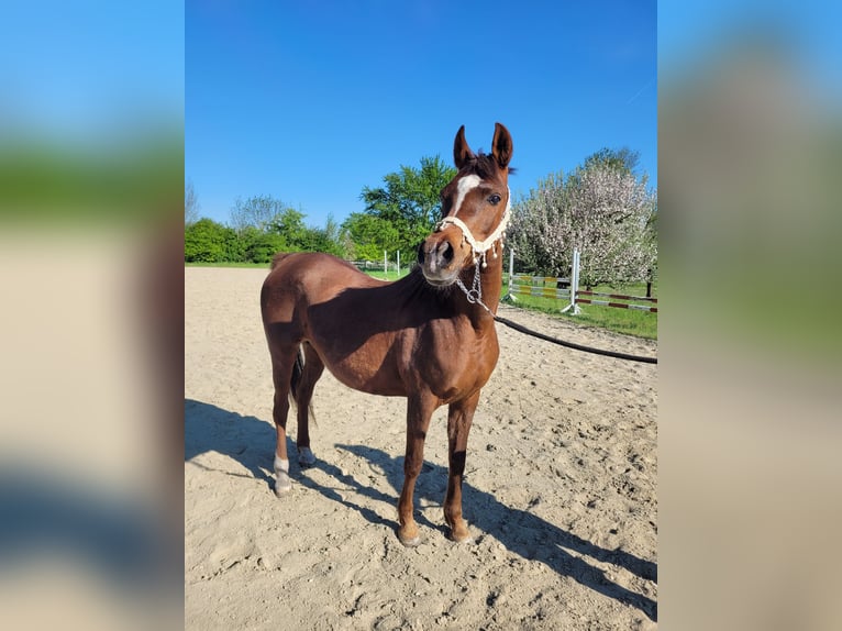 Straight Egyptian Mare 15 years 14 hh Chestnut in Hetzenhausen
