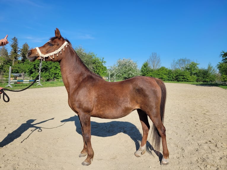 Straight Egyptian Mare 15 years 14 hh Chestnut in Hetzenhausen