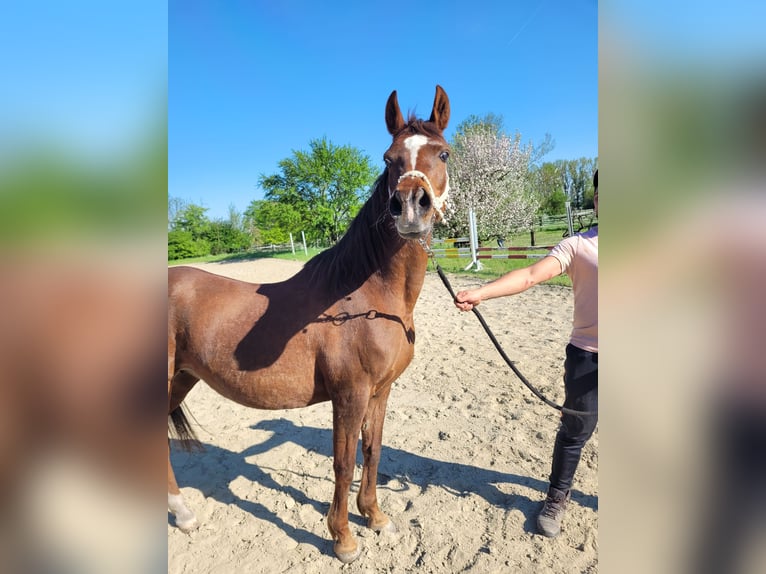 Straight Egyptian Mare 15 years 14 hh Chestnut in Hetzenhausen