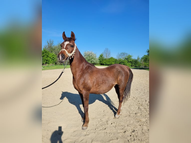 Straight Egyptian Mare 15 years 14 hh Chestnut in Hetzenhausen