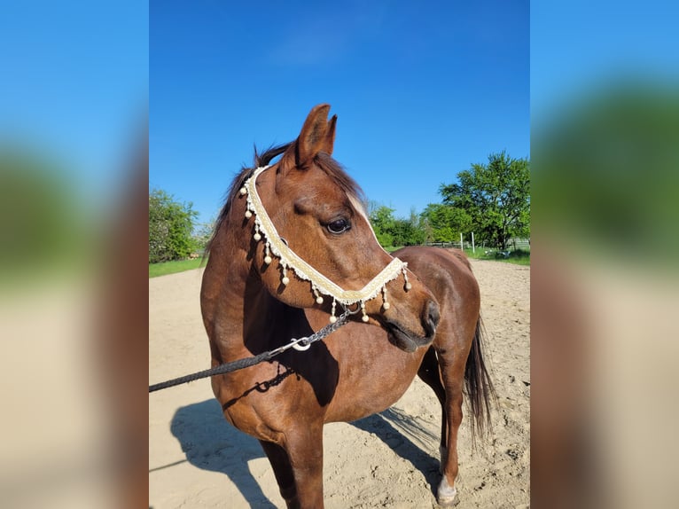 Straight Egyptian Mare 15 years 14 hh Chestnut in Hetzenhausen