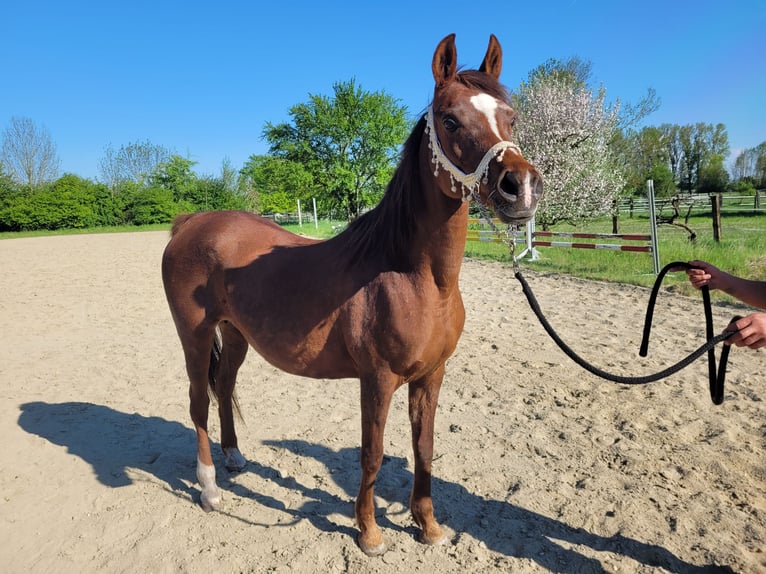 Straight Egyptian Mare 15 years 14 hh Chestnut in Hetzenhausen