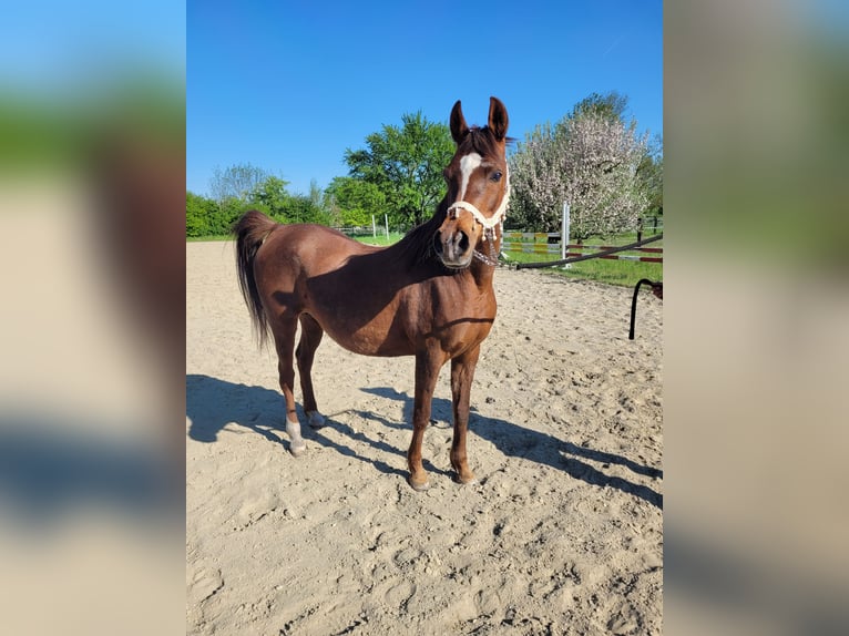 Straight Egyptian Mare 15 years 14 hh Chestnut in Hetzenhausen