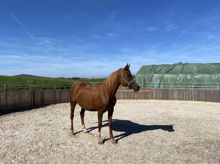 Straight Egyptian Mare 15 years 14,1 hh Chestnut-Red in Blekendorf
