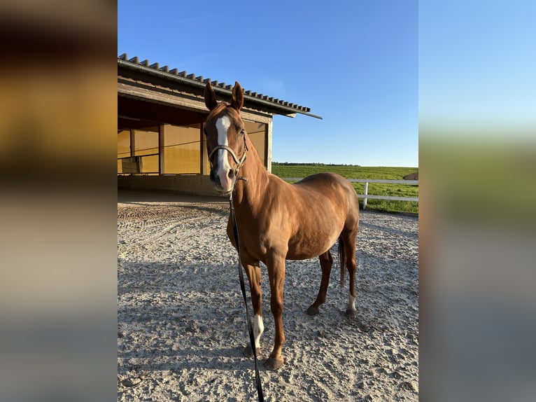 Straight Egyptian Mare 15 years 14,1 hh Chestnut-Red in Blekendorf