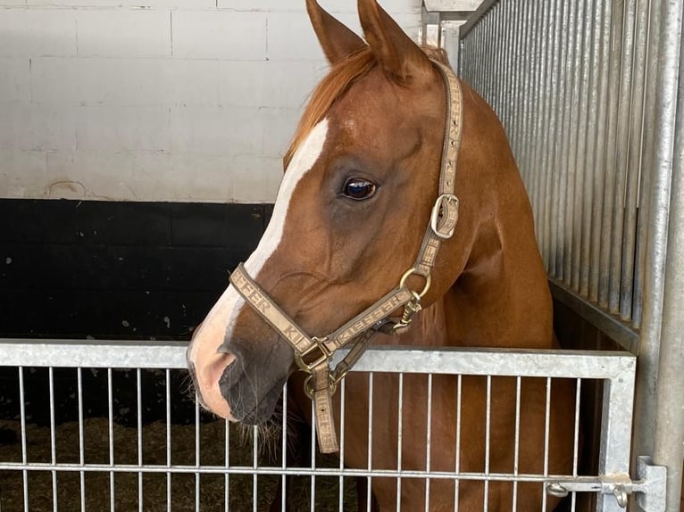 Straight Egyptian Mare 15 years 14,1 hh Chestnut-Red in Blekendorf