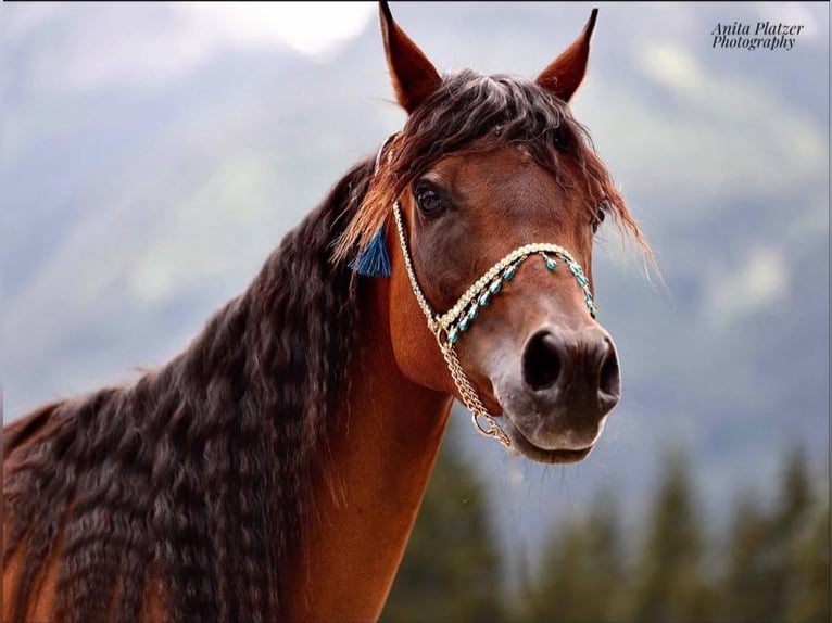 Straight Egyptian Mare 15 years 14,3 hh Bay-Dark in Innsbruck