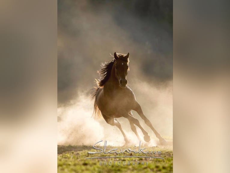 Straight Egyptian Mare 15 years 14,3 hh Bay-Dark in Innsbruck