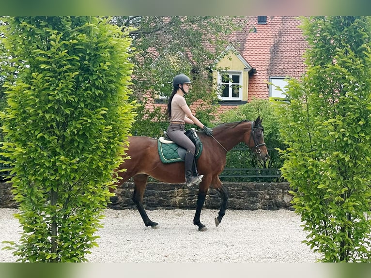 Straight Egyptian Mare 15 years 15 hh Brown in Wassertr&#xFC;dingen
