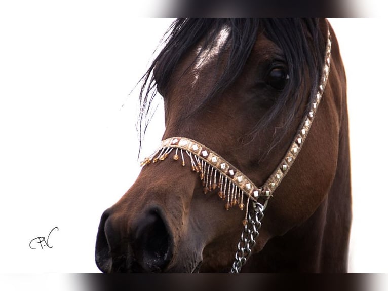 Straight Egyptian Mare 15 years 15 hh Brown in Wassertr&#xFC;dingen