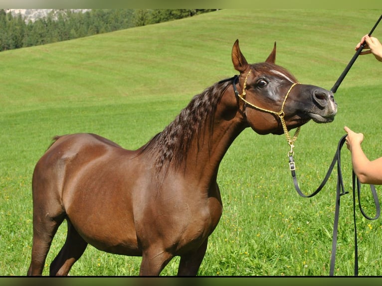 Straight Egyptian Mare 15 years Chestnut in Hetzenhausen