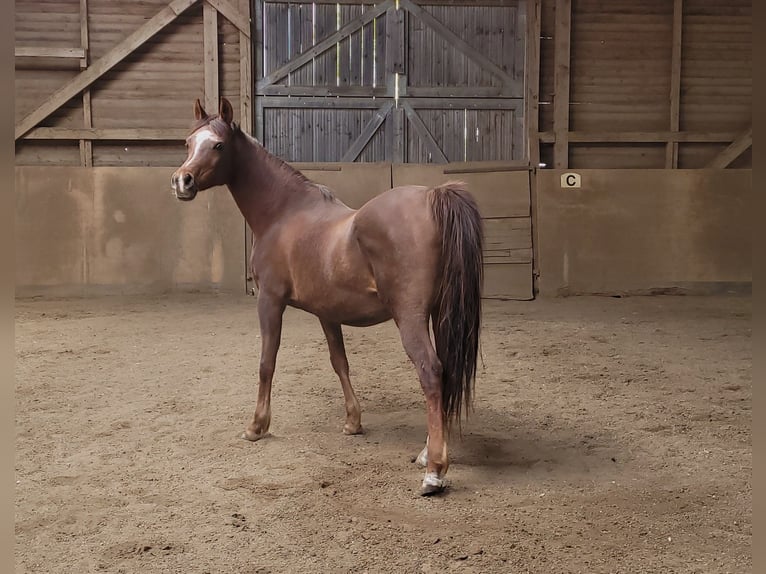 Straight Egyptian Mare 15 years Chestnut in Hetzenhausen