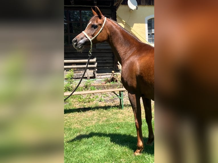 Straight Egyptian Mare 15 years Chestnut in Hetzenhausen