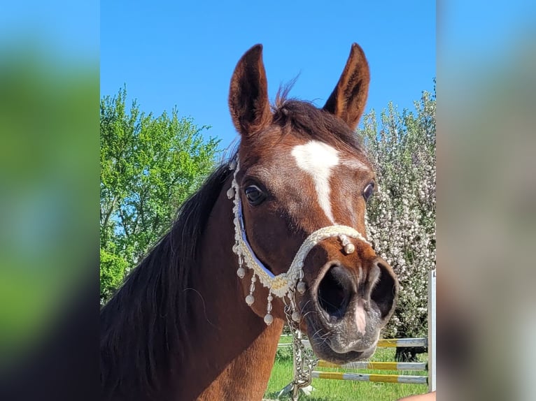 Straight Egyptian Mare 15 years Chestnut in Hetzenhausen