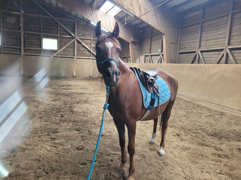 Straight Egyptian Mare 15 years Chestnut in Hetzenhausen
